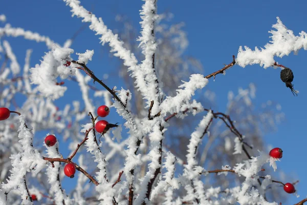 Cuisse de rose congelée recouverte de neige et ciel bleu d'hiver — Photo
