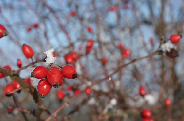 Frozen rose hips covered by  snow — Stock Photo, Image
