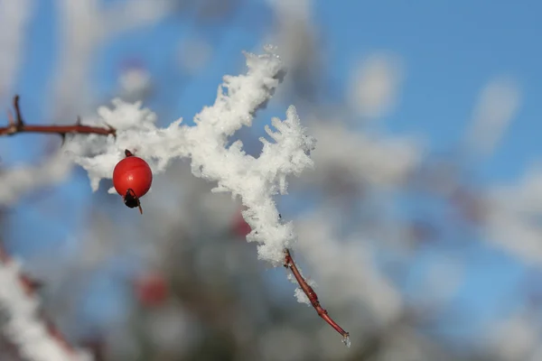 Hanche rose gelée recouverte de neige et de ciel bleu d'hiver — Photo