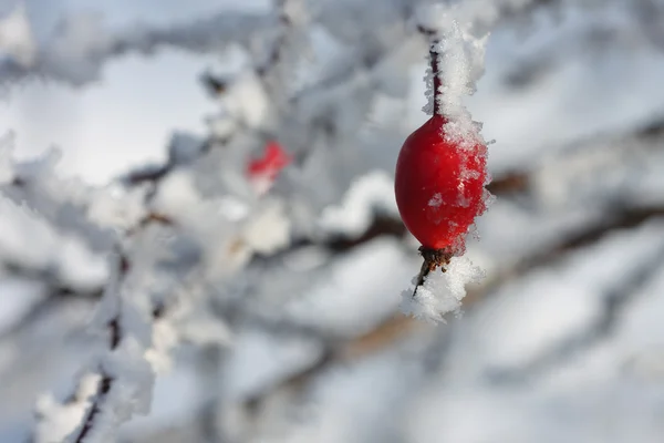 Hanche rose congelée recouverte de neige — Photo