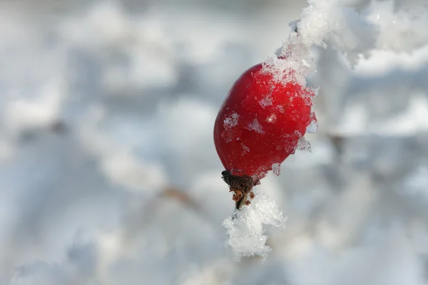 Gefrorene Hagebutte vom Schnee bedeckt — Stockfoto