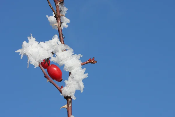 Cuisse de rose congelée recouverte de neige et ciel bleu d'hiver — Photo