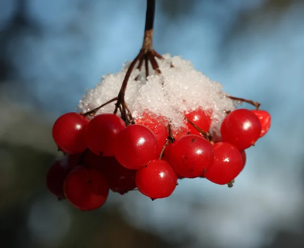 Baies rouges couvertes de neige — Photo