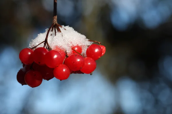 Baies rouges couvertes de neige — Photo