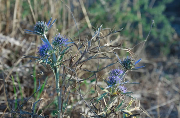 Fleurs de chardon bleu à Kamenjak en Croatie — Photo