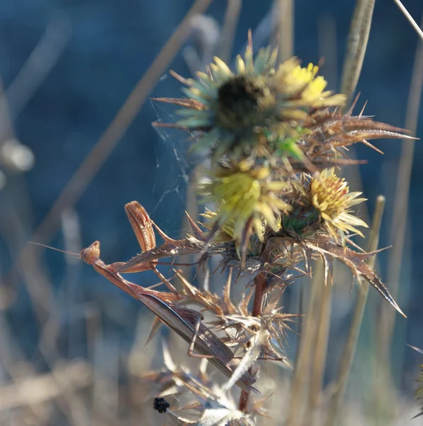 Mantis Religiosa, Euroean mantis in Kamenjak in Kroatië — Stockfoto