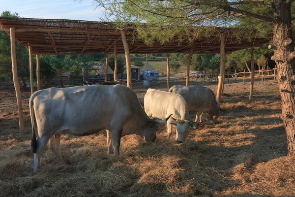 Istria buey, raza protegida de ganado en Croacia —  Fotos de Stock