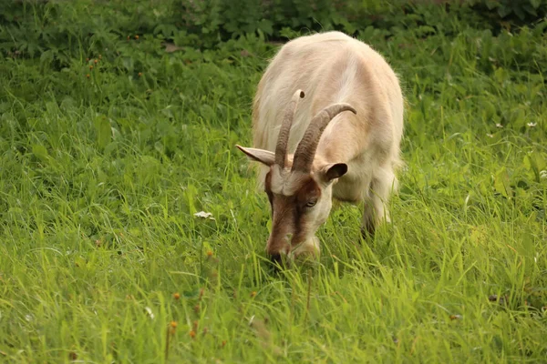 Chèvre Mange Herbe Verte Sur Prairie — Photo
