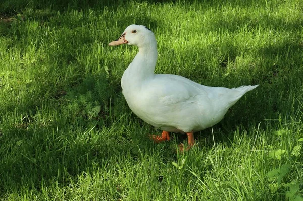 Goed Gevoede Witte Gans Groen Gras — Stockfoto