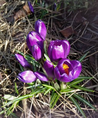 İlk çiçekler, güneşli bir günde doğal arka plan için leylak timsahları.