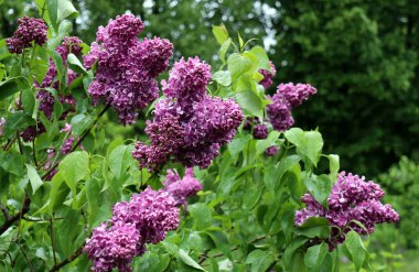Doğal arka plan için bahar yağmuru altında açan leylak çalısı