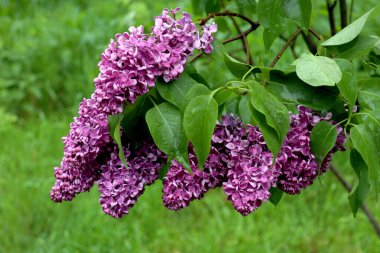 Doğal arka plan için bahar yağmuru altında açan leylak çalısı