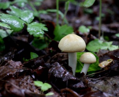 Doğal arka plan için ayaklarımın altındaki ormanda mantarlar.      