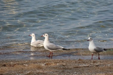 Sahildeki martıları kapatın.