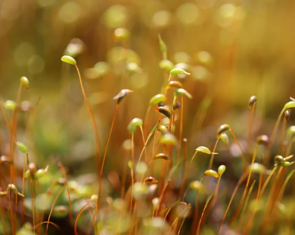 Viele Neue Frühlingsknospen Boden — Stockfoto