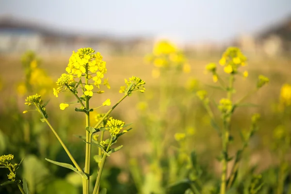 Närbild Våldtäkt Blomma Den Inlämnade — Stockfoto