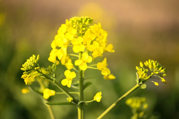 Närbild Våldtäkt Blomma Den Inlämnade — Stockfoto