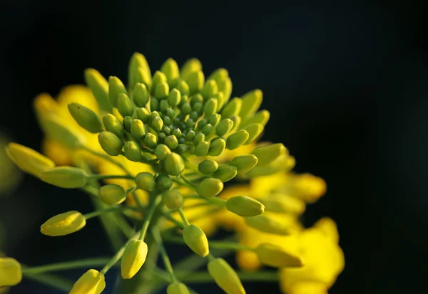 Närbild Våldtäkt Blomma Den Inlämnade — Stockfoto