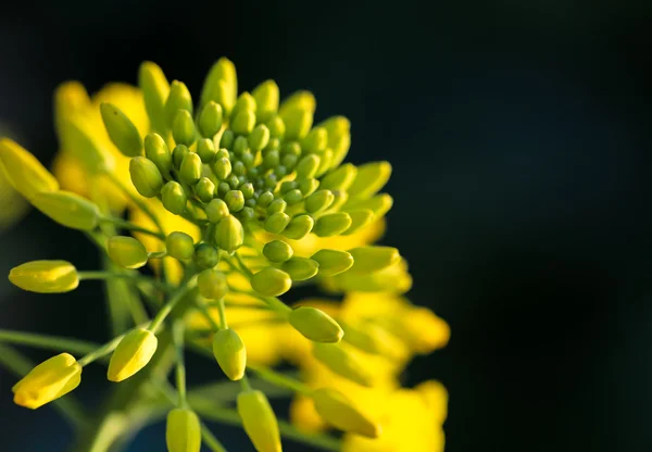 Primo Piano Del Fiore Colza Nel File — Foto Stock