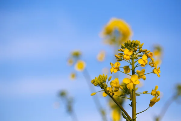 Primo Piano Del Fiore Colza Nel File — Foto Stock