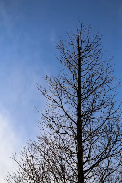 Branches Arbres Sur Fond Bleu Ciel — Photo
