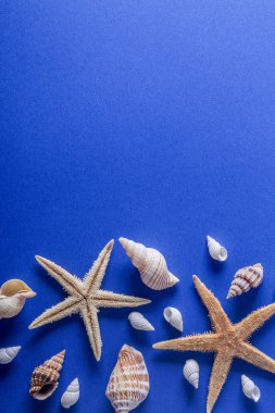 Güzel seashell arka plan