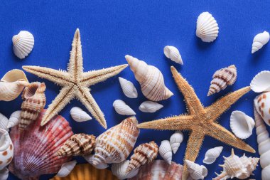 Güzel seashell arka plan