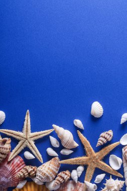 Güzel seashell arka plan