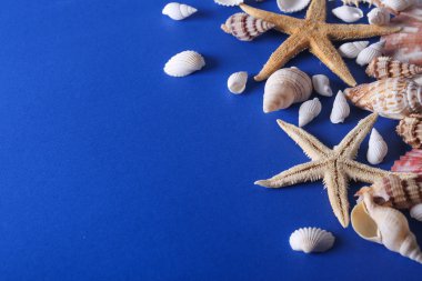 Güzel seashell arka plan