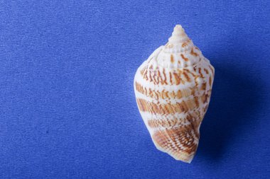 Mavi arka plan ile deniz kabuğu