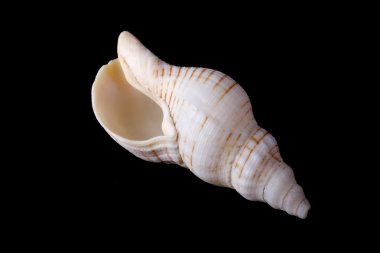 deniz kabuğu siyah arkaplanda