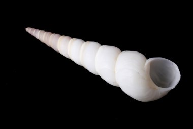 deniz kabuğu siyah arkaplanda