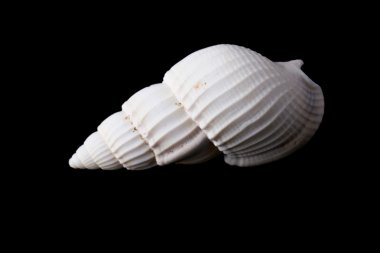 deniz kabuğu siyah arkaplanda