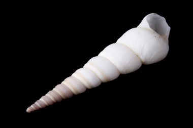 deniz kabuğu siyah arkaplanda