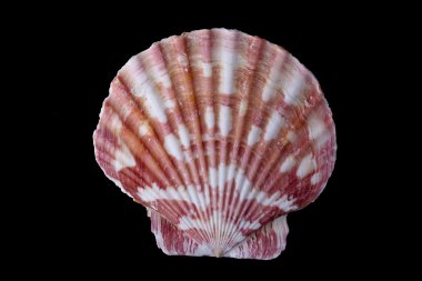 deniz kabuğu siyah arkaplanda