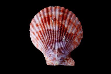 deniz kabuğu siyah arkaplanda