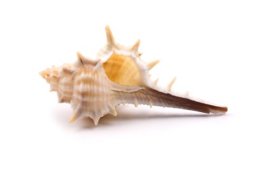 deniz kabuğu beyaz üzerine izole