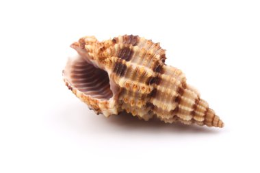 deniz kabuğu beyaz üzerine izole