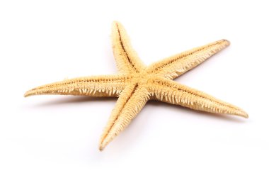 beyaz üzerinde izole denizyıldızı