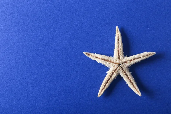 Starfish com fundo azul — Fotografia de Stock