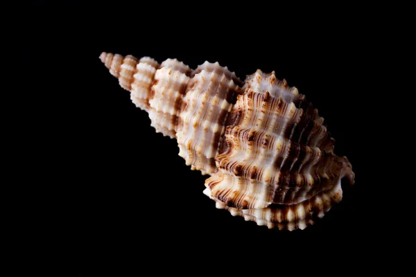 Seashell On Black Background — Stock Photo, Image