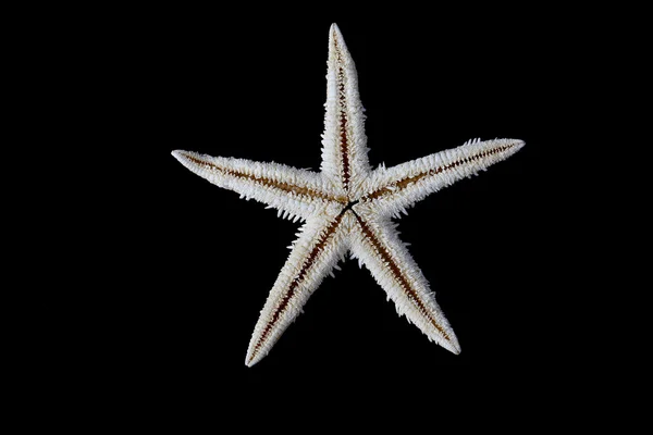 Étoile de mer sur fond noir — Photo