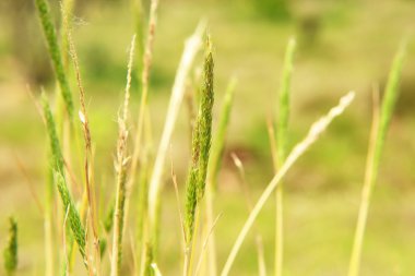 Buğday alan kulakları portre
