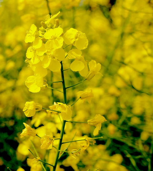 Rapsblüte — Stockfoto