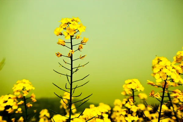 Kwiat nasion rzepaku — Zdjęcie stockowe