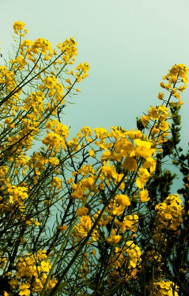 Fiore di stupro — Foto Stock