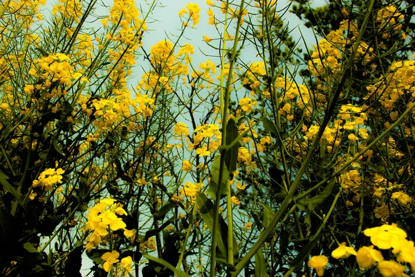 Fiore di stupro — Foto Stock