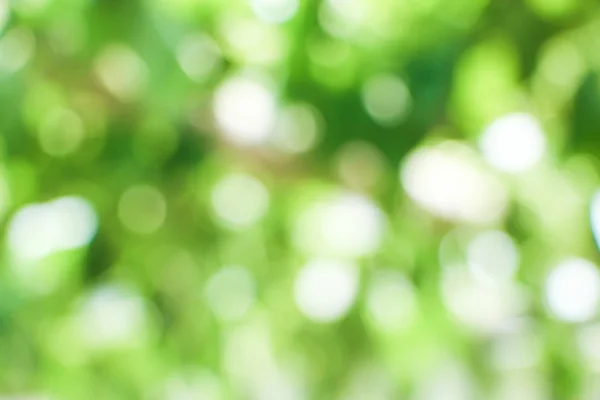 Natural green blurred background — Stock Photo, Image