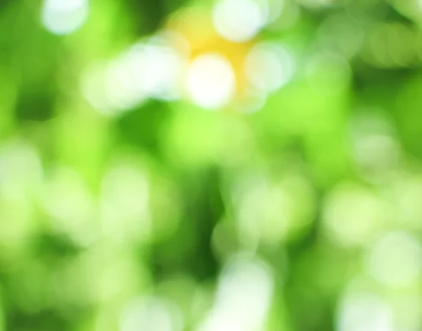 Natural green blurred background — Stock Photo, Image