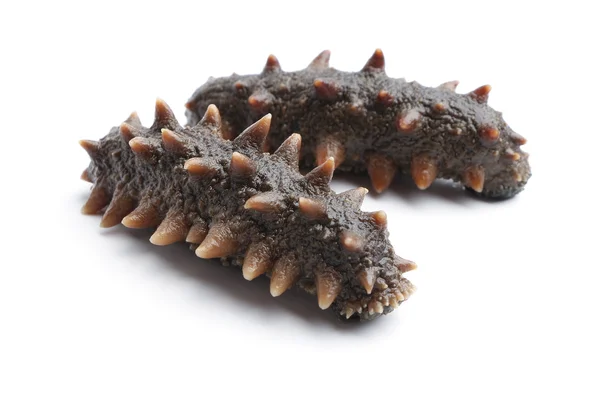 Sea cucumber — Stock Photo, Image